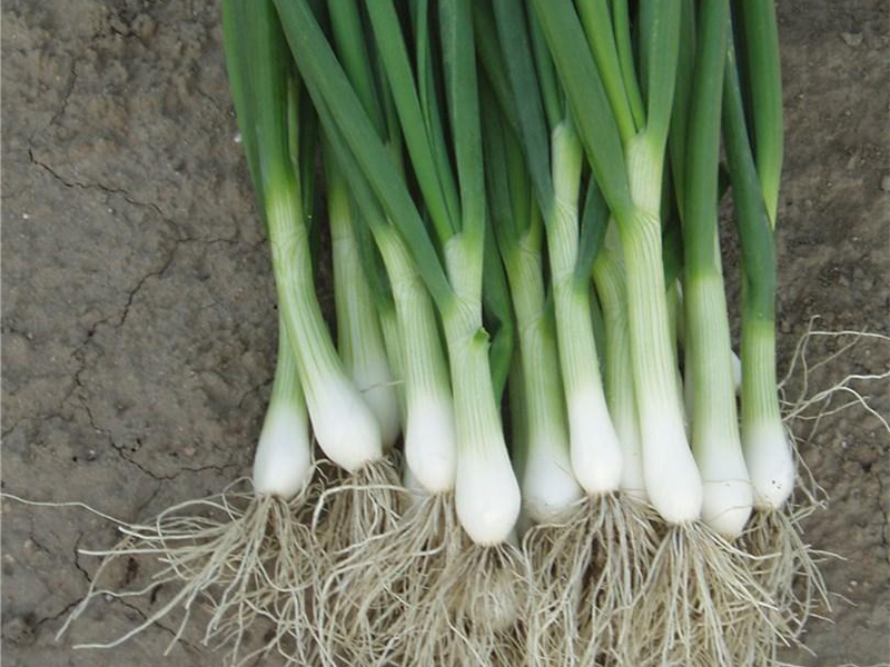 Luk za vezice Performer